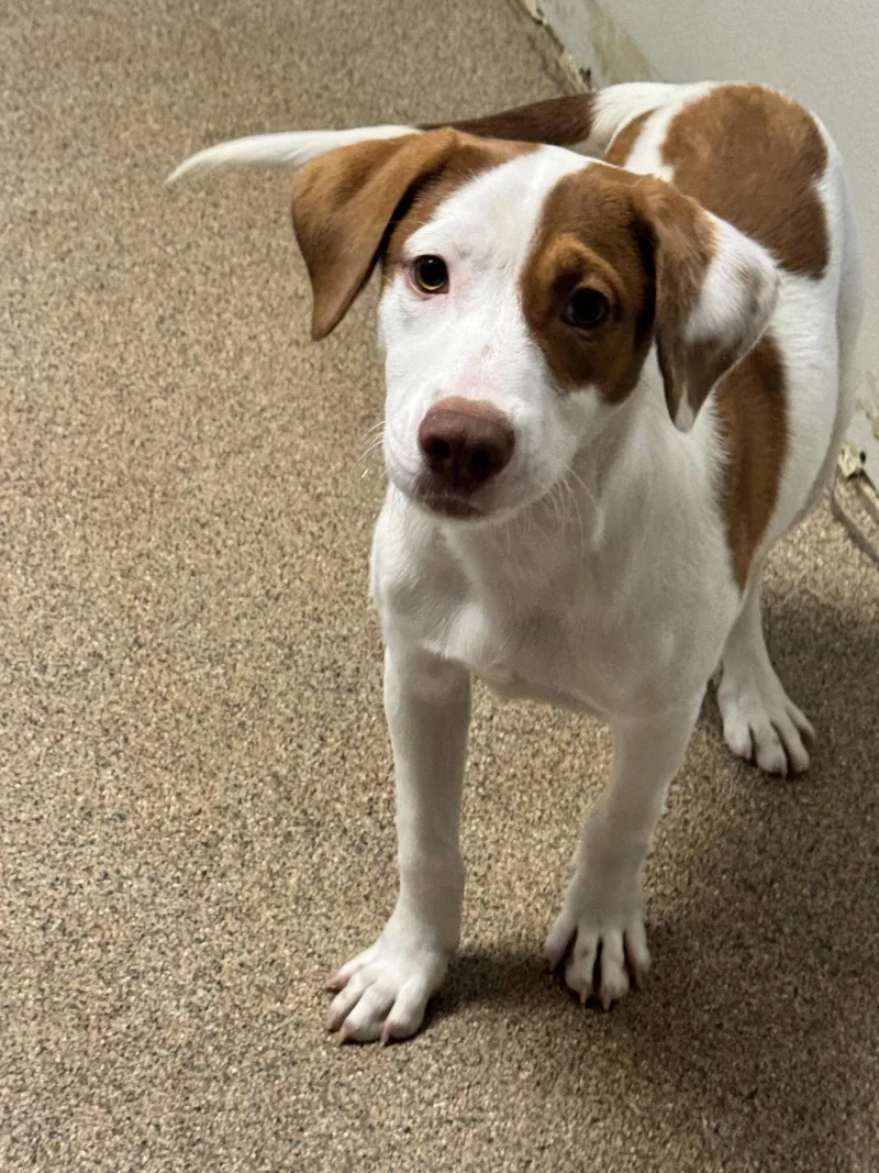 A young medium-sized female Hound dog named Ella for adoption in Sanford, FL