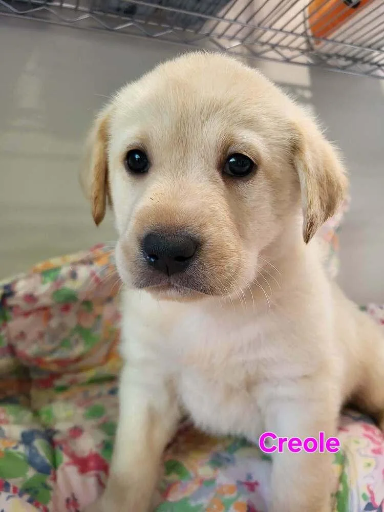 A baby large-sized female White / Cream Great Pyrenees dog named Creole for adoption in Pottstown, PA