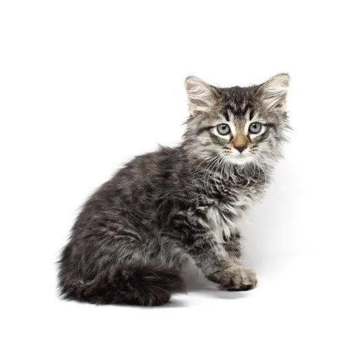 A baby medium-sized female Domestic Medium Hair cat named Gizmo The Great for adoption in Florence, AZ