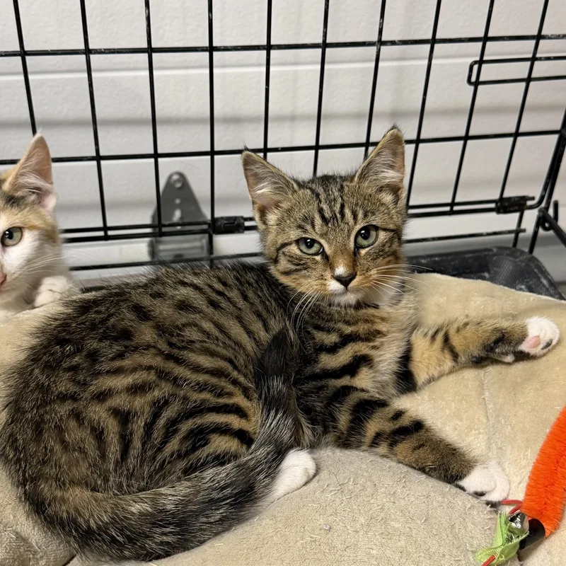 A baby small-sized male Domestic Short Hair cat named Rolo for adoption in Williamsville, NY