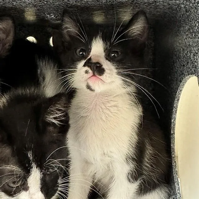 A baby small-sized male Domestic Short Hair cat named Inky for adoption in Naples, FL