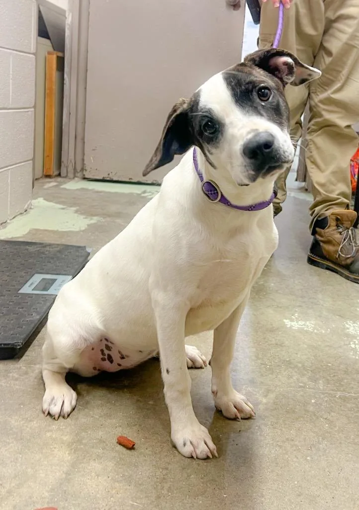 A young medium-sized female Mixed Breed dog named Claire for adoption in Murray, KY