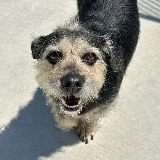 An adult medium-sized male Black Mixed Breed dog named Batman for adoption in Matteson, IL