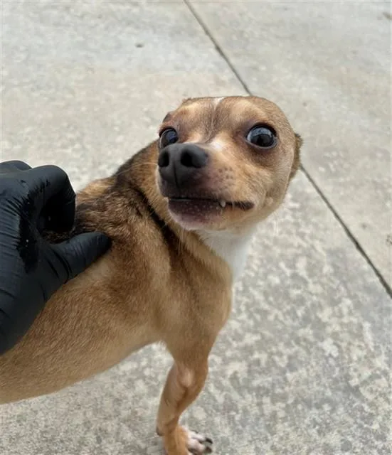 An adult small-sized male Chihuahua dog named Logan for adoption in Geneva, IL