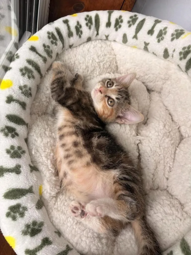 A baby small-sized female Domestic Short Hair cat named Tula for adoption in Effingham, IL