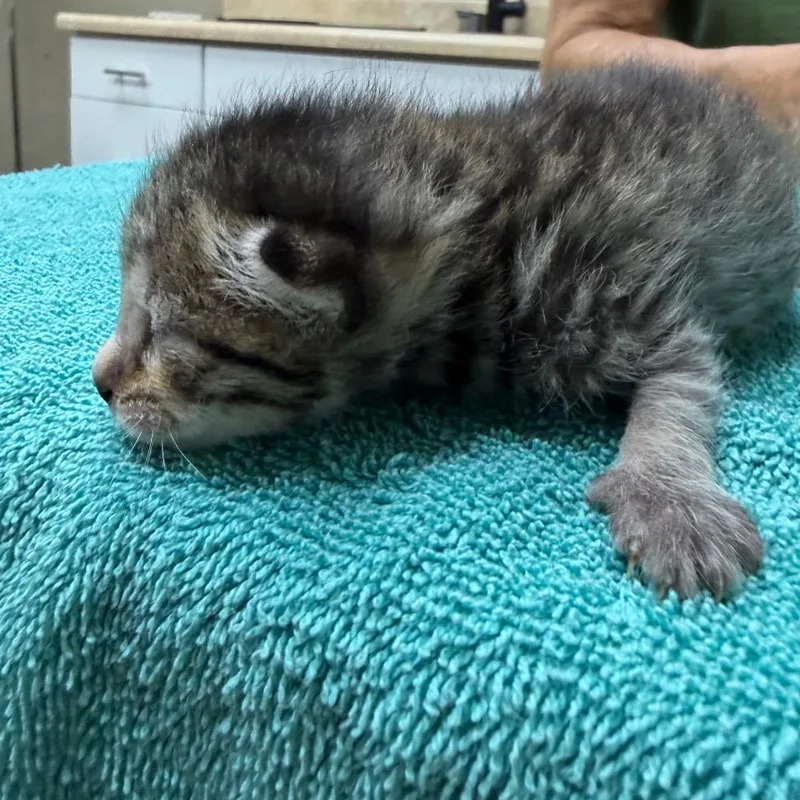 A baby small-sized female Gray / Blue / Silver Domestic Short Hair cat named Snowball for adoption in Madisonville, KY