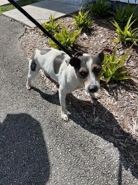 An adult small-sized male Parson Russell Terrier dog named Calvary for adoption in Miami, FL