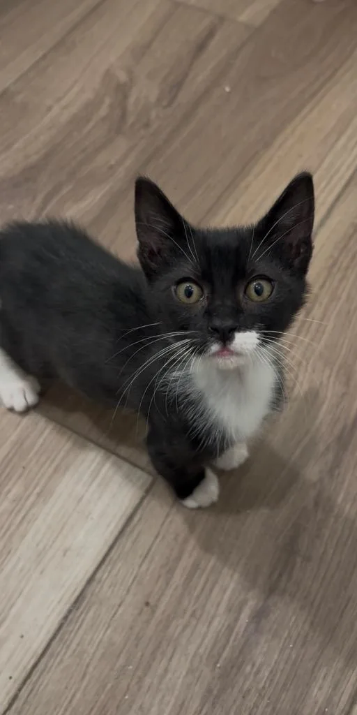 A baby small-sized male Domestic Short Hair cat named Crowley for adoption in Darien, GA
