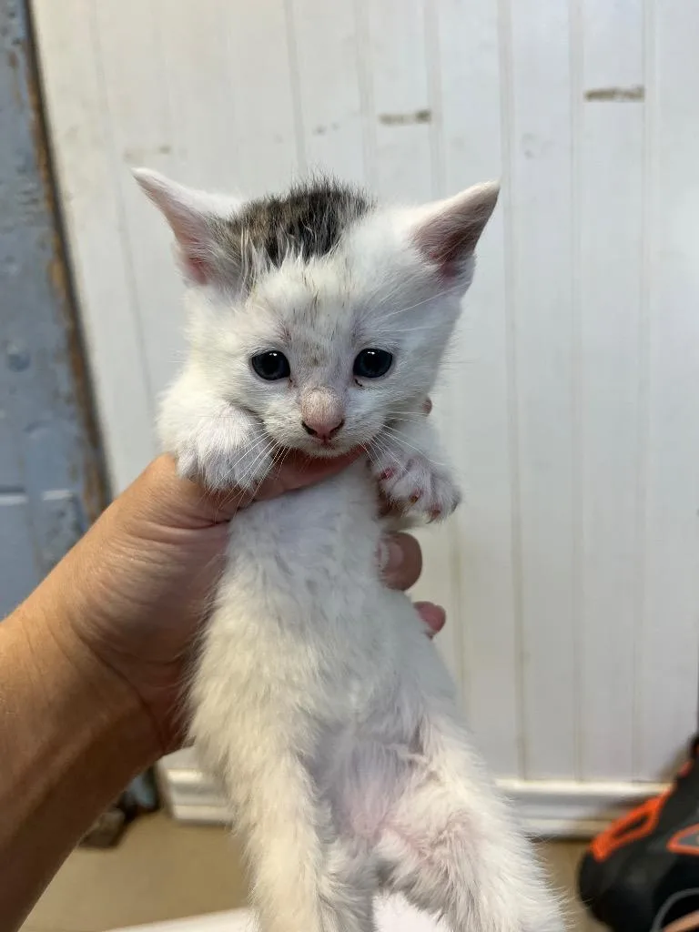 A baby small-sized female Domestic Short Hair cat named Christina Yang for adoption in Berlin, MD