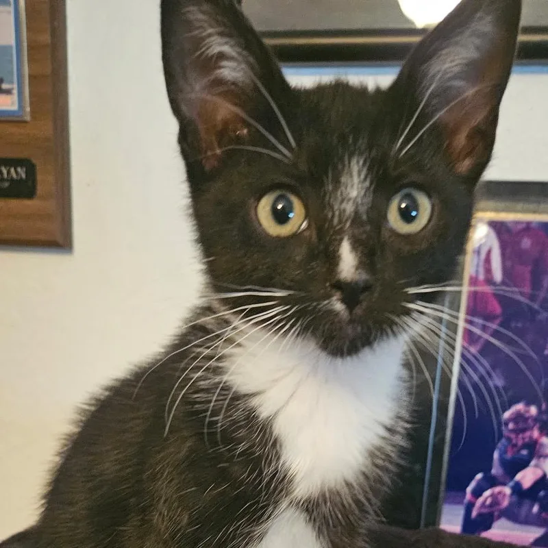 A baby small-sized male Black Domestic Short Hair cat named Artemis for adoption in Chino Hills, CA