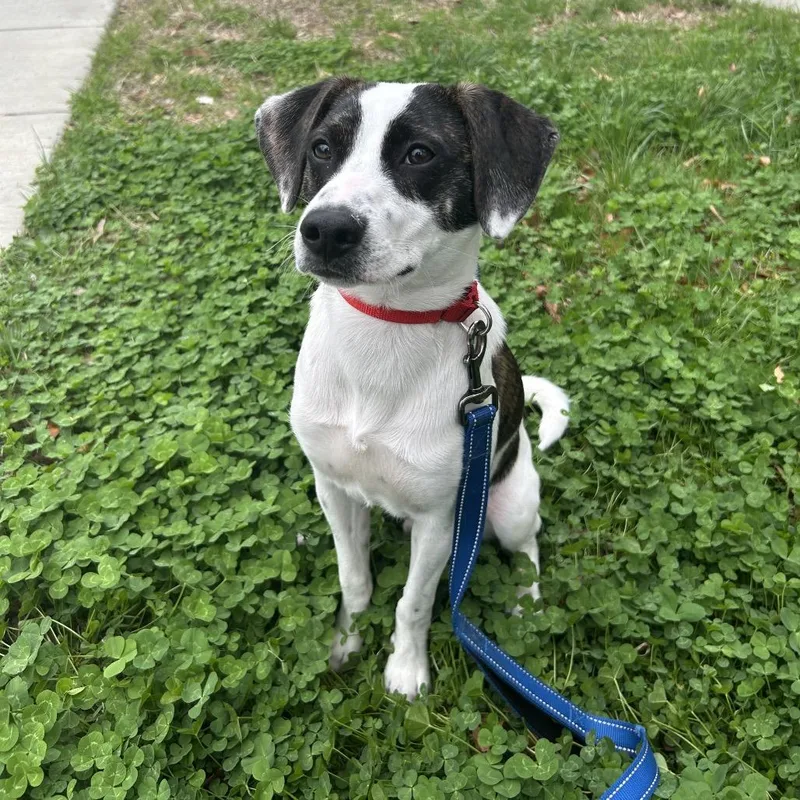 A young medium-sized male White / Cream Terrier dog named Disco Puppy: Macho Man for adoption in Washington, DC