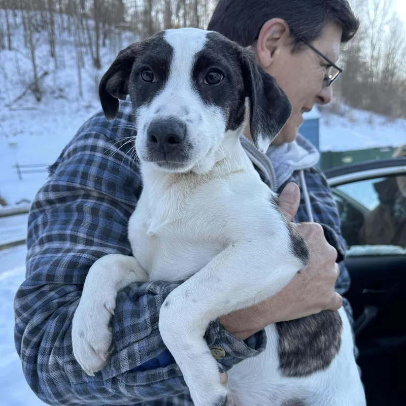 Disco Puppy: Macho Man thumbnail 2