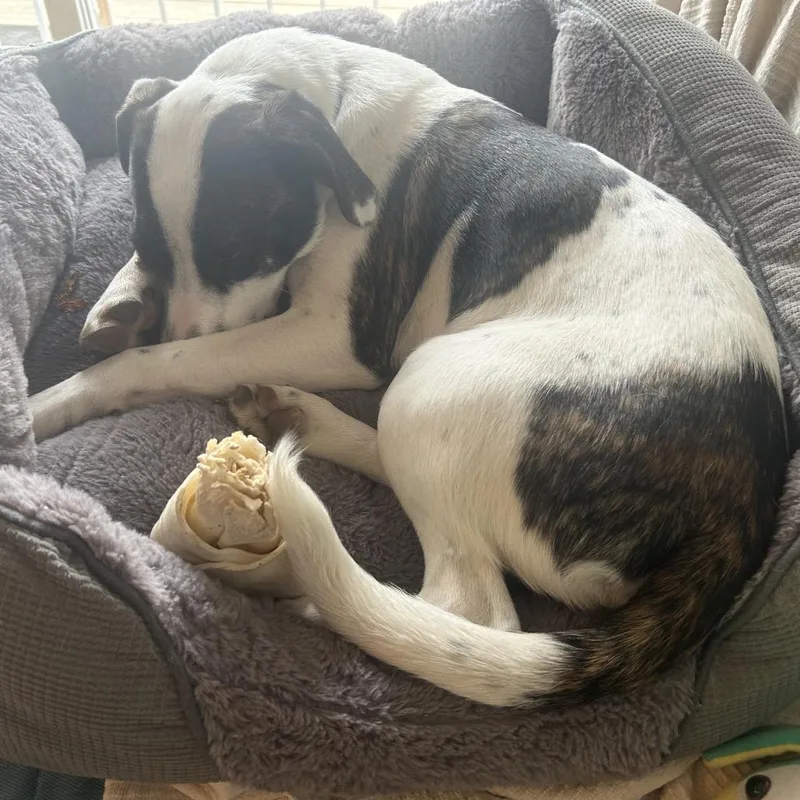 Disco Puppy: Macho Man thumbnail 3