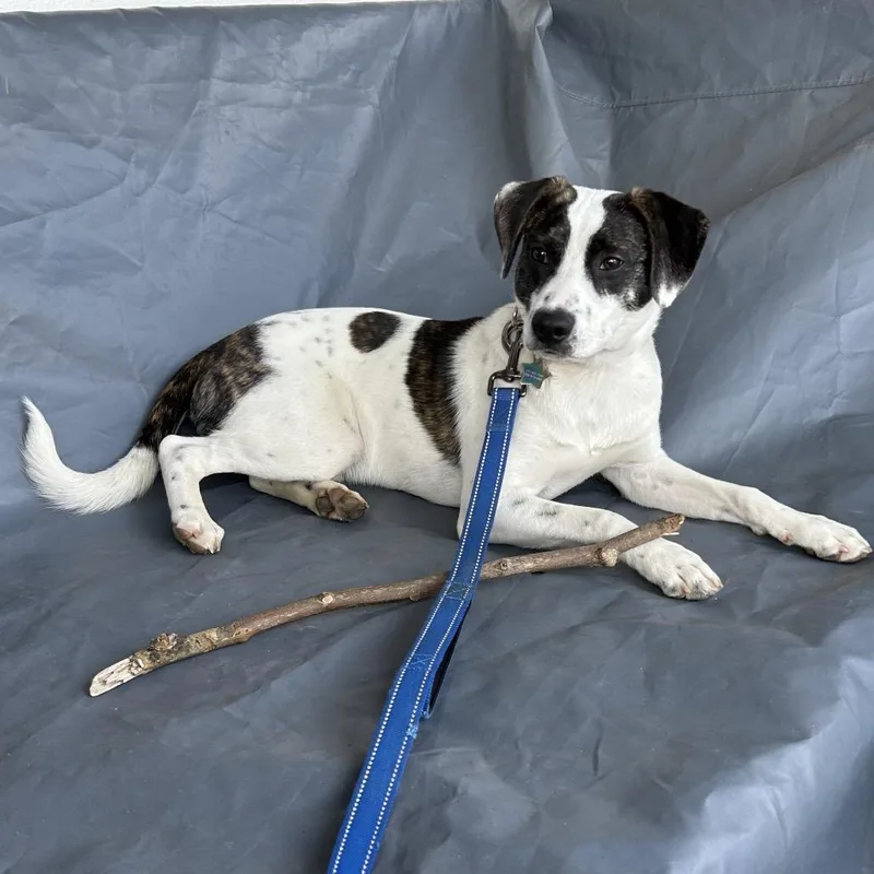 Disco Puppy: Macho Man thumbnail 4