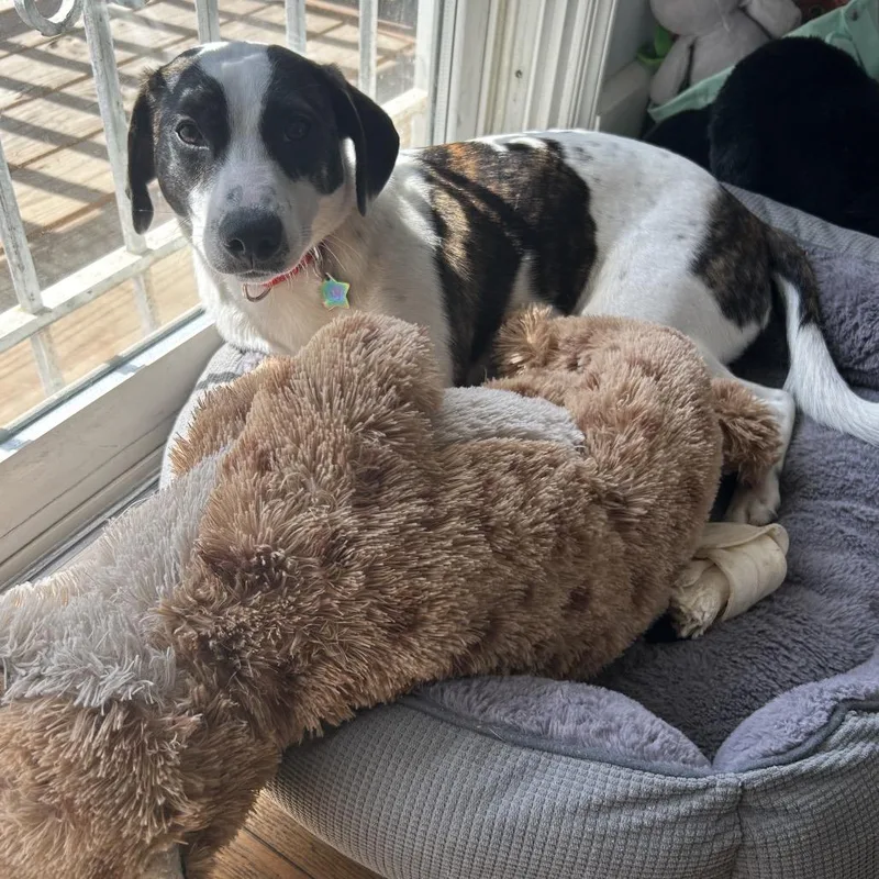 Disco Puppy: Macho Man thumbnail 5