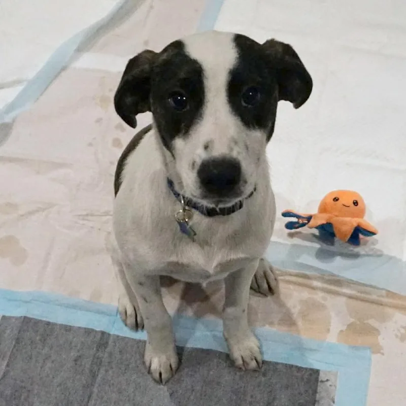 Disco Puppy: Macho Man thumbnail 6