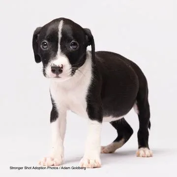 A baby small-sized female Black Mixed Breed dog named Pop for adoption in Bentonville, AR