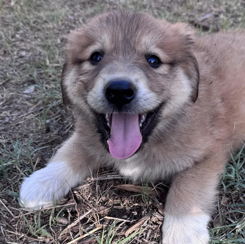 Bubba Sunshine