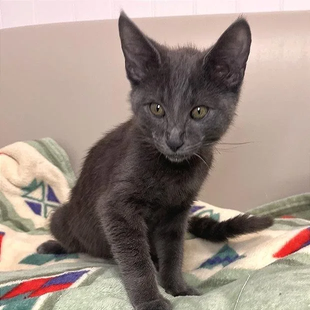 A baby small-sized male Domestic Short Hair cat named Sephiroth for adoption in Los Angeles, CA