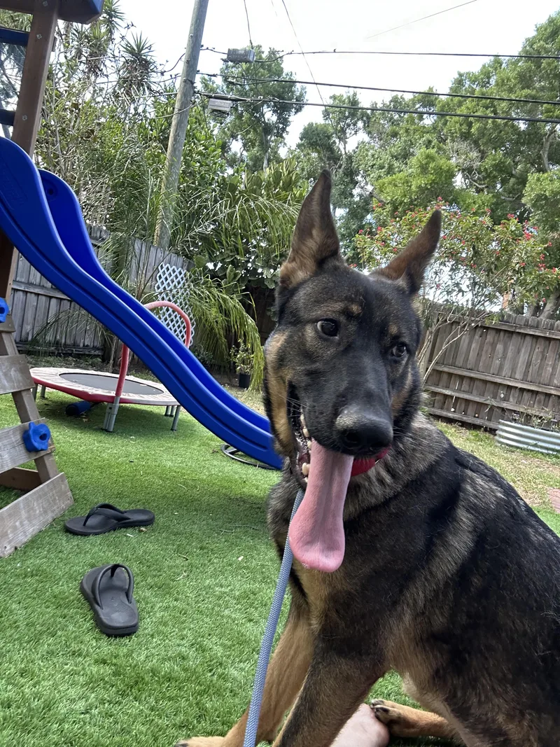 A young large-sized female German Shepherd Dog dog named Zeeva for adoption in Parrish, FL