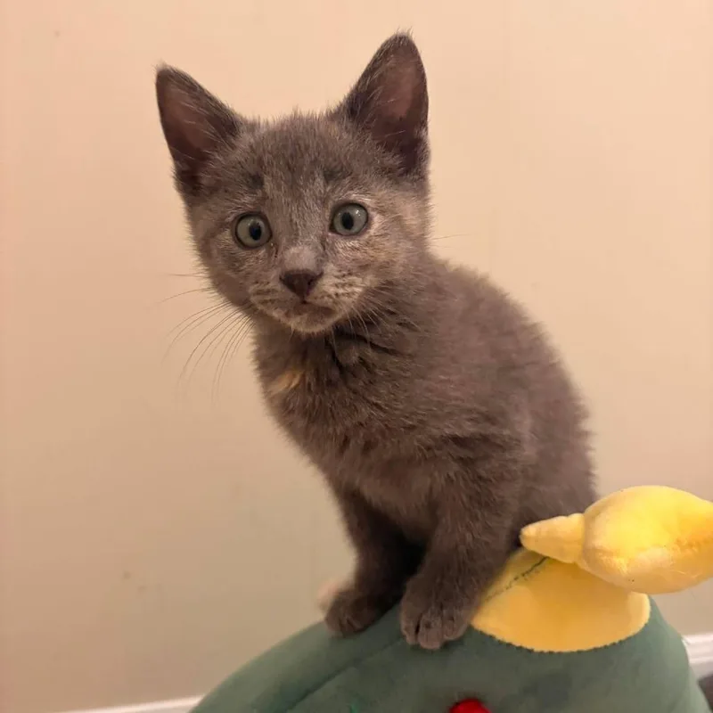 A baby small-sized female Gray / Blue / Silver Domestic Short Hair cat named Georgia O'Keeffe for adoption in Jarrettsville, MD