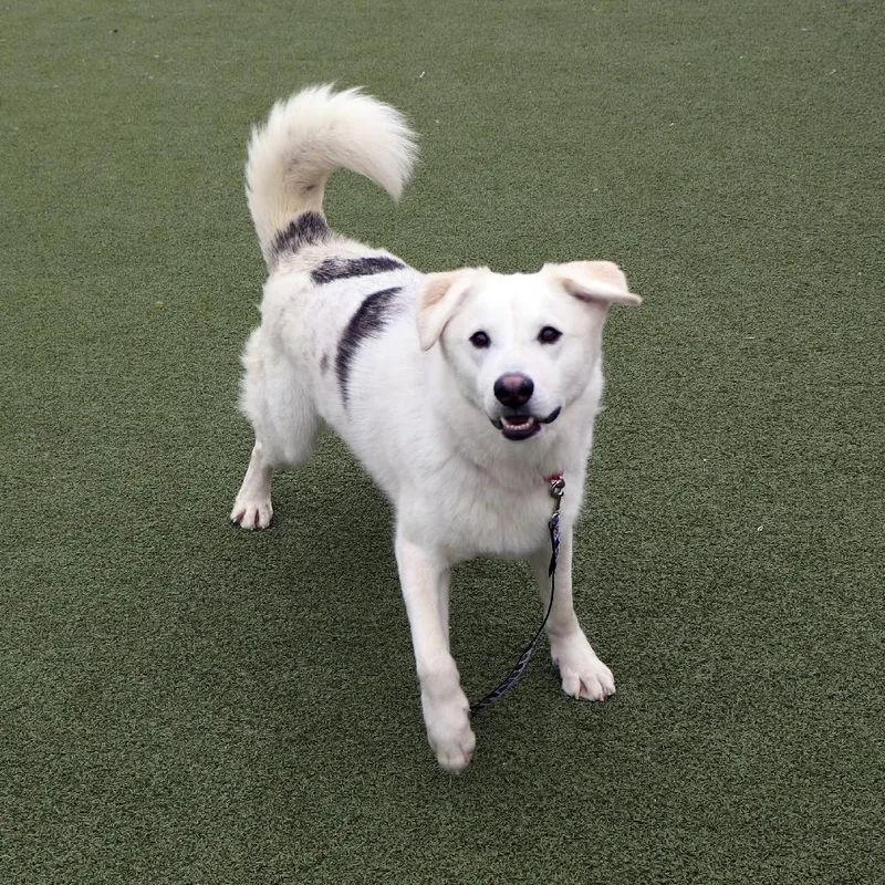 A young large-sized male Mixed Breed dog named Bentley for adoption in Port Washington, NY