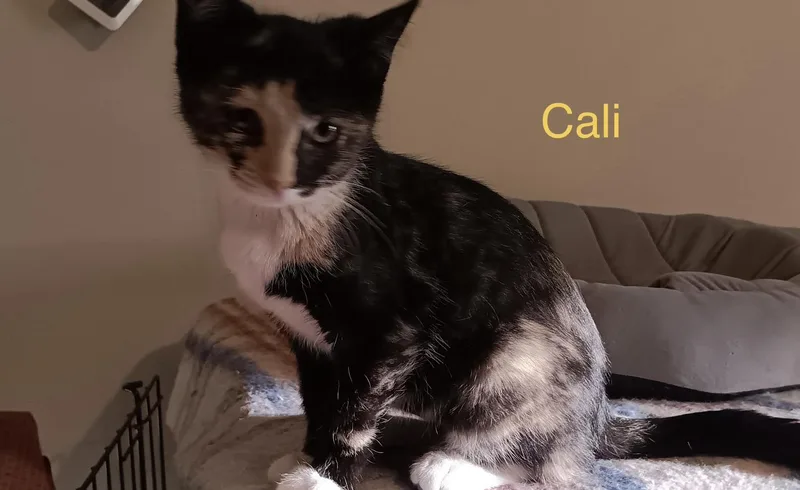 A baby medium-sized female Calico Domestic Short Hair cat named Cali for adoption in Menasha, WI