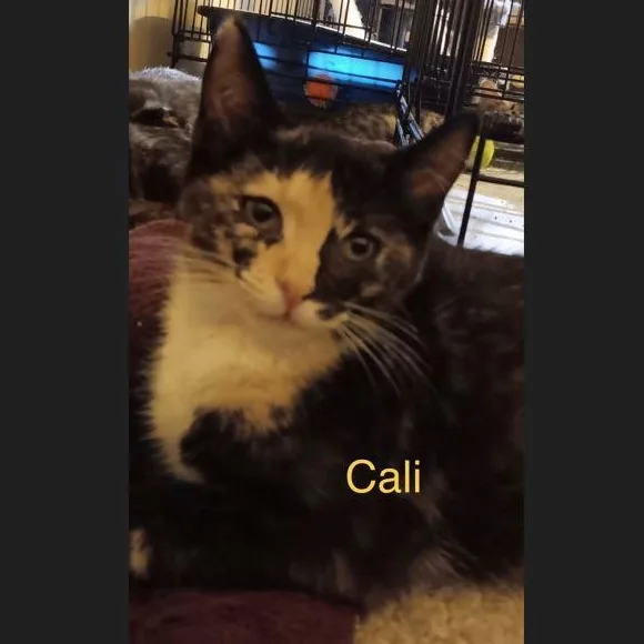 Cali thumbnail 2