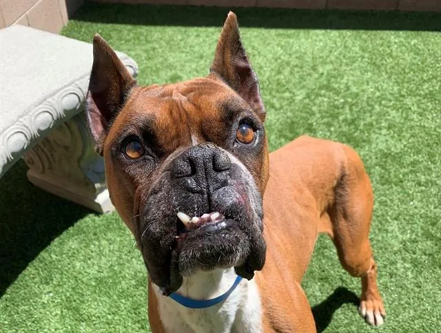 An adult large-sized male Boxer dog named Flyod for adoption in Moreno Valley, CA