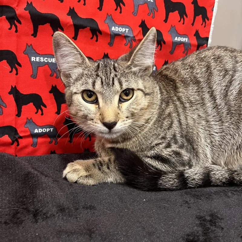 A baby medium-sized female Black Domestic Short Hair cat named Naomi for adoption in Washburn, MO
