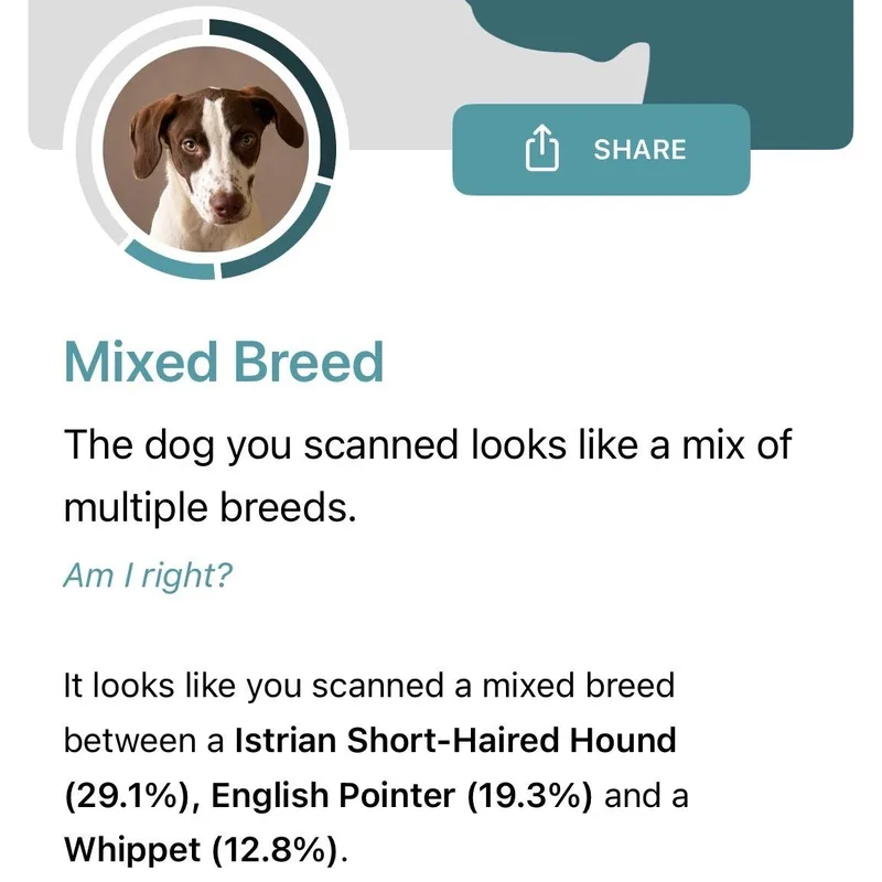 A baby small-sized male White / Cream Mixed Breed dog named Perry for adoption in New York, NY