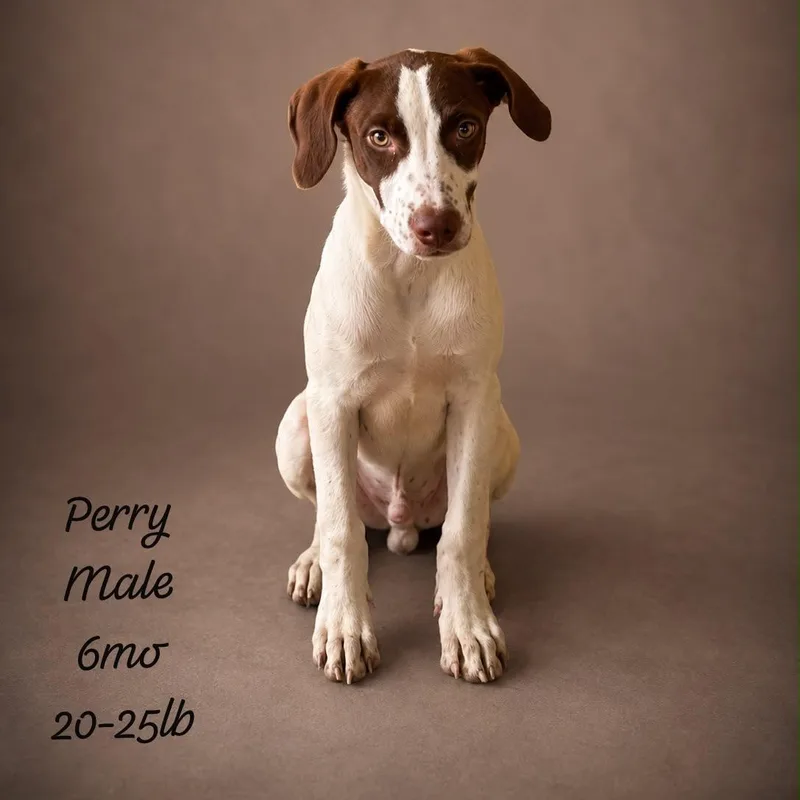 Perry thumbnail 2