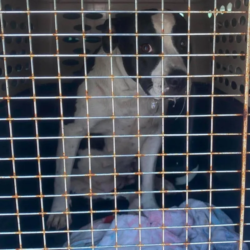 An adult small-sized female White / Cream Mixed Breed dog named Regina Stray Hold for adoption in Huntington, WV