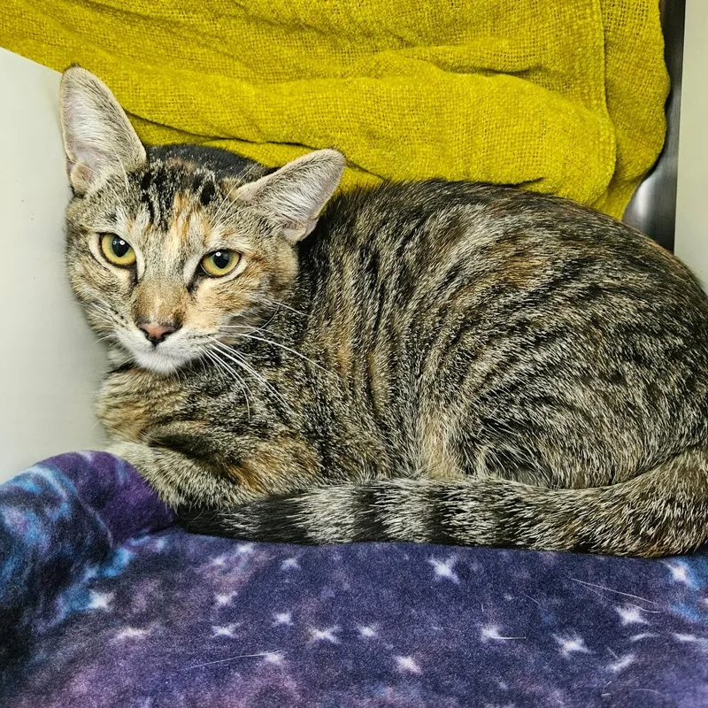 A young medium-sized female Domestic Short Hair cat named Leia for adoption in Los Angeles, CA