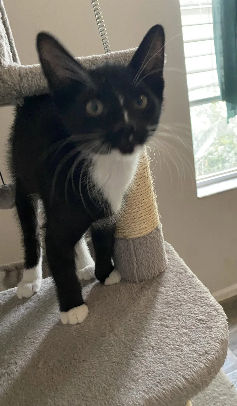 A baby medium-sized female Black & White / Tuxedo Domestic Short Hair cat named Baked Potato for adoption in Oviedo, FL