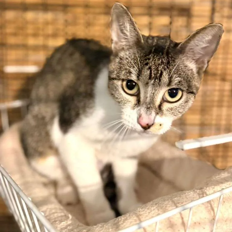 An adult medium-sized female Brown / Chocolate Domestic Short Hair cat named Amelia Ardmore for adoption in Chicago, IL