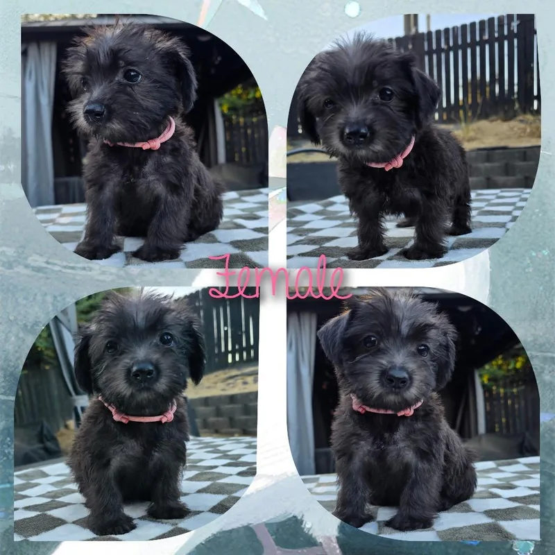 A baby small-sized female Miniature Poodle dog named Lava for adoption in Calimesa, CA