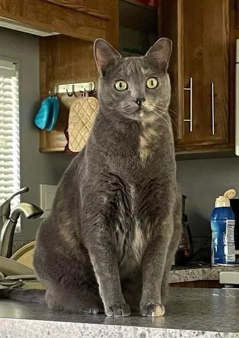 An adult medium-sized female Domestic Short Hair cat named Waleska Lovebug for adoption in Chandler, AZ