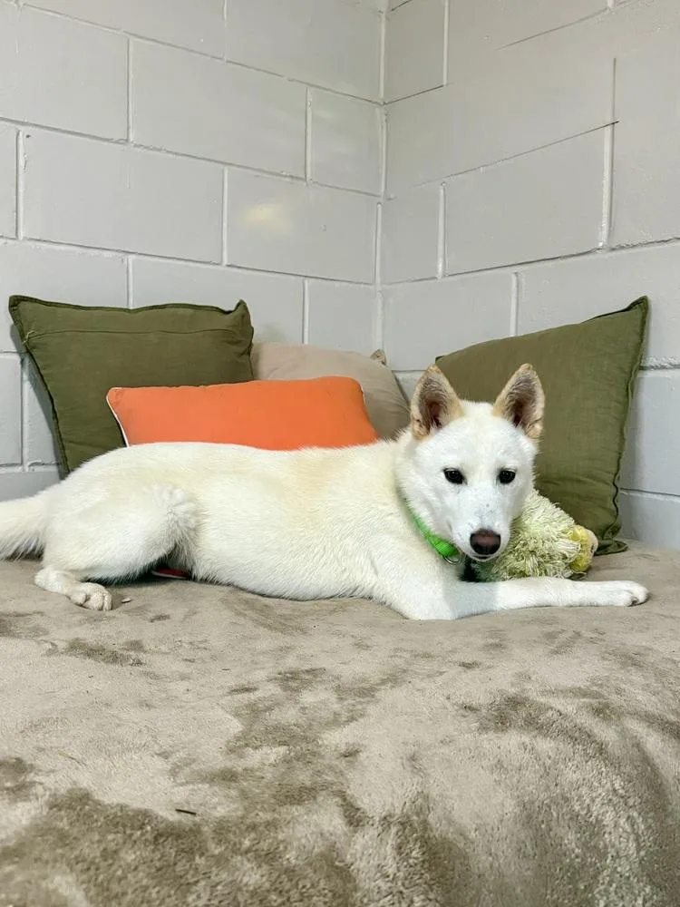 A young medium-sized male White / Cream Husky dog named Max for adoption in San Leon, TX