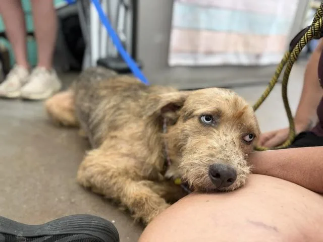 A young medium-sized male Mixed Breed dog named Suki for adoption in Dallas, TX