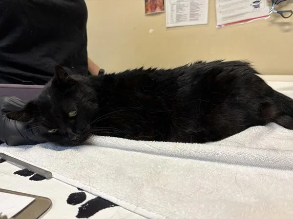 A senior small-sized female Domestic Short Hair cat named Lois for adoption in Oceanside, CA