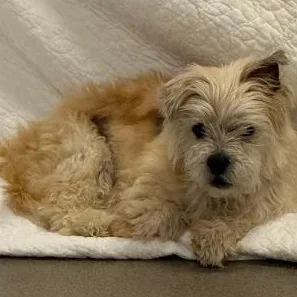 A senior small-sized male Maltese dog named Journey for adoption in Mount Juliet, TN