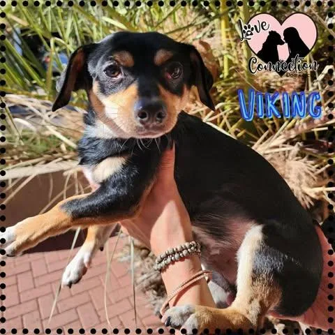 A baby small-sized female Black Chihuahua dog named Viking for adoption in Gilbert, AZ