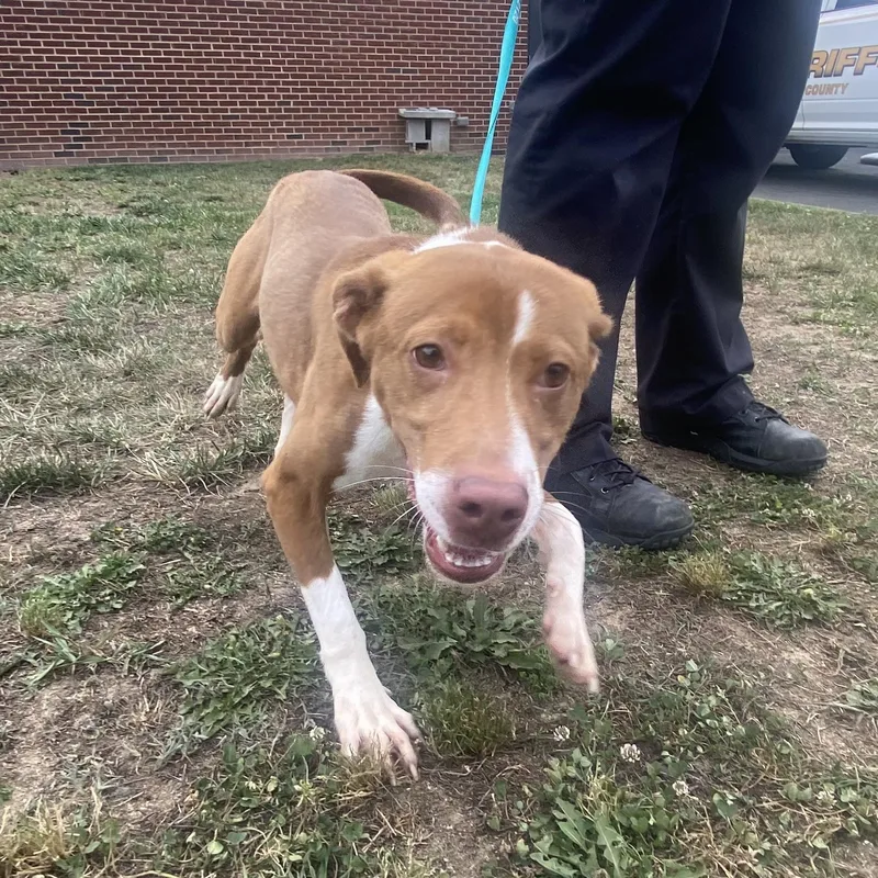 A young medium-sized female Brown / Chocolate Chocolate Labrador Retriever dog named Charlie for adoption in King George, VA