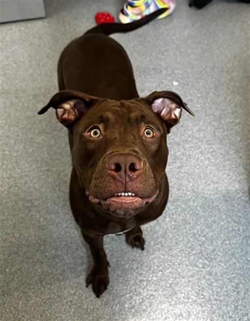 A young large-sized female Labrador Retriever dog named Kiwi for adoption in Toledo, OH