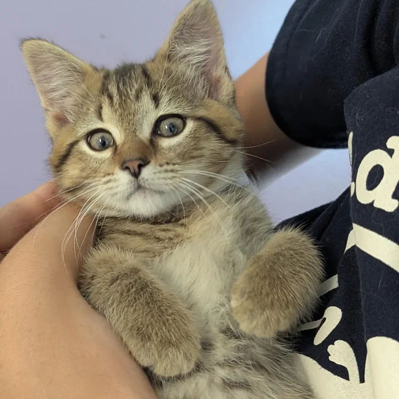 A baby medium-sized male Tabby (Brown / Chocolate) Domestic Short Hair cat named Habanero for adoption in Fenton, MI