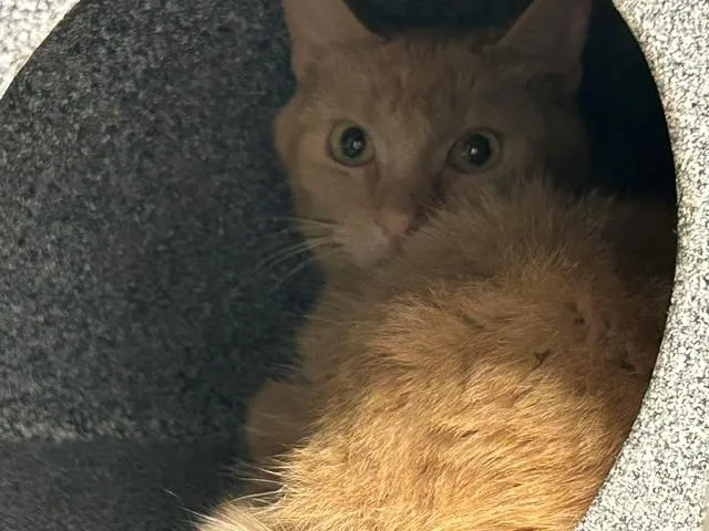 A young medium-sized male Domestic Short Hair cat named George for adoption in Tulsa, OK