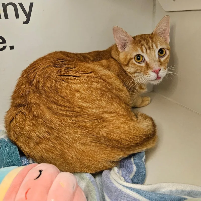 A young large-sized male Domestic Short Hair cat named Kirby for adoption in Los Angeles, CA
