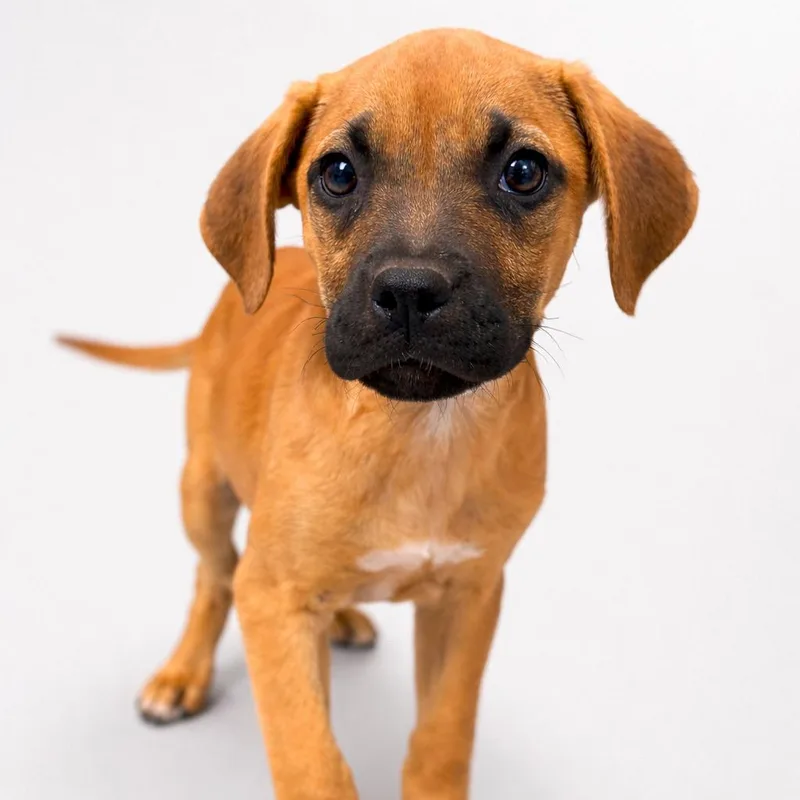 A baby small-sized female Brown / Chocolate Labrador Retriever dog named Miso Corne for adoption in San Antonio, TX