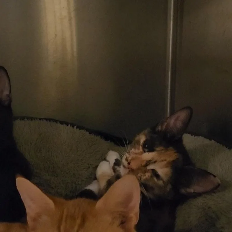 A baby medium-sized female Tortoiseshell Domestic Short Hair cat named Taquita for adoption in Charleston, SC